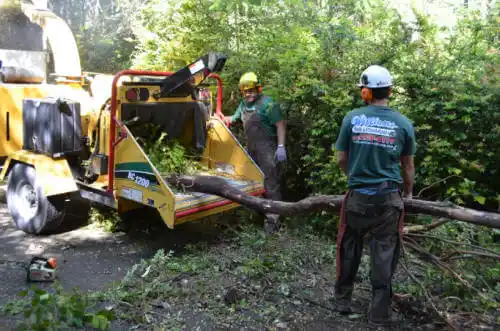 tree services Ansonia